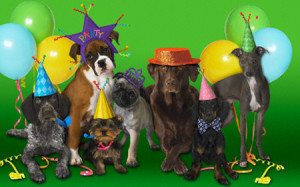 PARTY DOGS